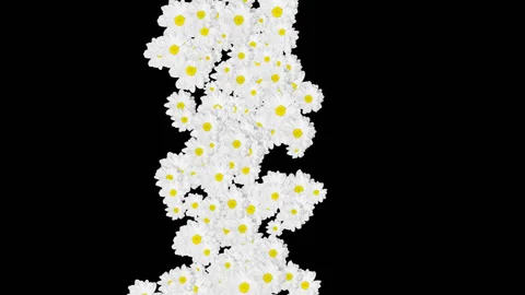 Chamomiles Transition With Alpha Channel Stock Footage 105337935