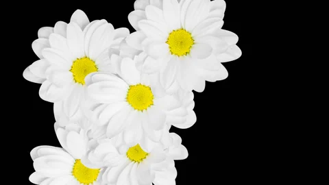 Chamomiles Transition With Alpha Channel Stock Footage 105337949