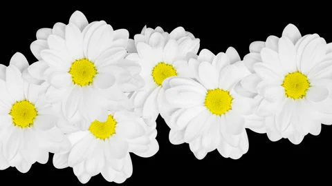 Chamomiles Transition With Alpha Channel Stock Footage 105338000