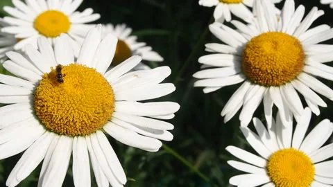 Chamomiles tremble from a light breeze. Vidéo 92778994