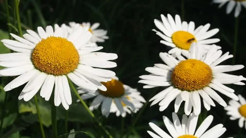 Chamomiles tremble from a light breeze. Stock Footage 92779003