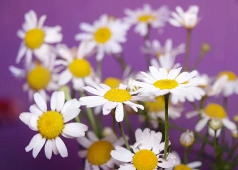Chamomiles on violet background Stock Photos