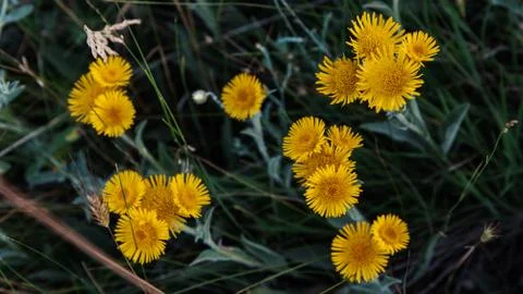 Chamomiles yellow in the dark evening Stock Photos