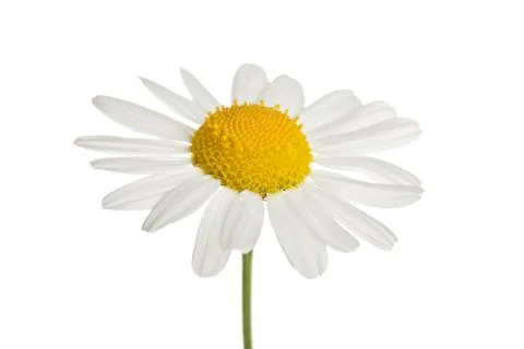 Chamomole flower isolated Stock Photos