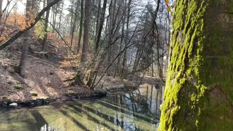 Chamonix Alpine forest tree reflection on the lake Stock Footage 149651347