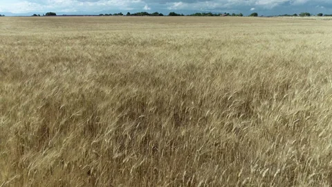 Champ de blé Stock Footage 167513594