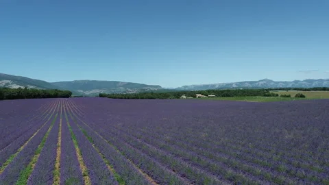 Champ de lavandes Stock Footage 167513668