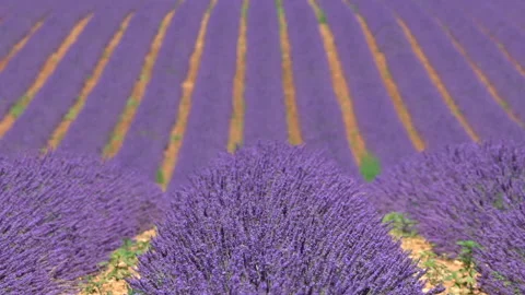 Champ de lavandes Stock Footage 167513792