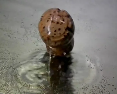 Champagne bottle cork falling slowmotion Stock-Footage 1001065