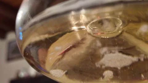 Champagne bubbles viewed from below glass 스톡 동영상 345836002