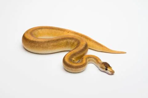Champagne cinnamon ball python or royal python (python regius), female 写真素材