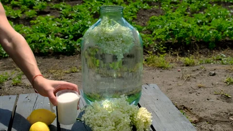 Champagne from elder flowers. Selective focus. Stock Footage 313347159