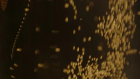 Champagne Stock Footage 169920715