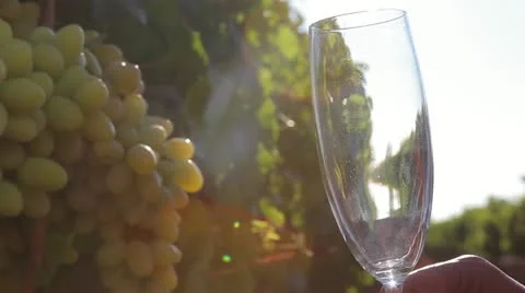 Champagne grapes on a background Видео 11076013