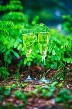 Champagne Stock Photos