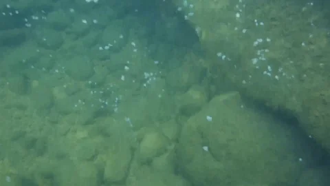 Champagne Reef Stock Footage 107637985