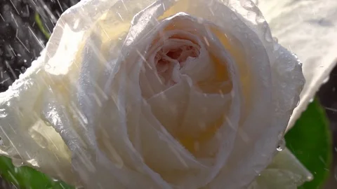 Champagne rose under the falling rain drops in slow motion. 動画素材 90449966