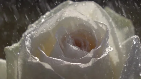 Champagne rose under falling raindrops in slow motion. Vídeos de archivo 91661443