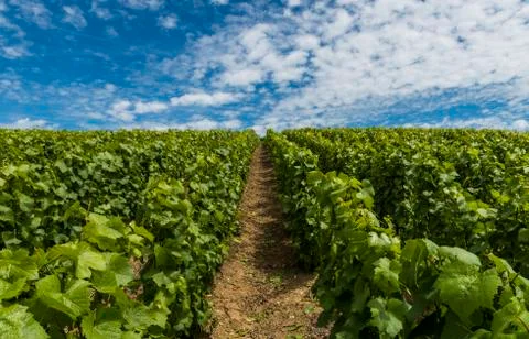 Champagne Vineyard Clouds Stock Photos