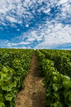 Champagne Vineyard Clouds Summer Stock Photos