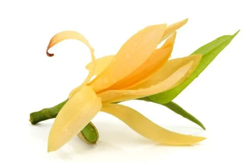 Champaka flower Stock Photos