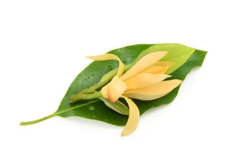 Champaka flower Stock Photos