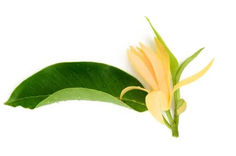 Champaka flower Foto stock