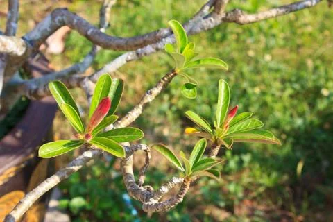 Champaka3 Stock Photos