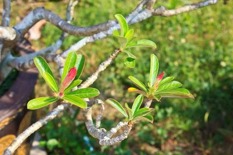 Champaka4 Stock Photos