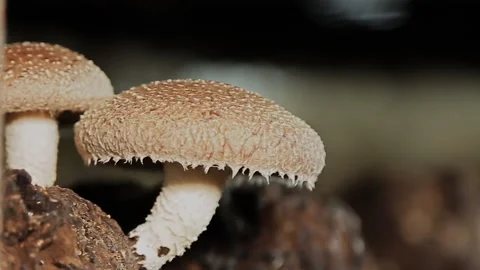Champignon close-up.Mushroom farm. Stock Footage 207844366