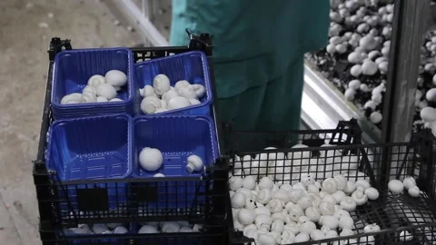 Champignon Stock Footage 107317119