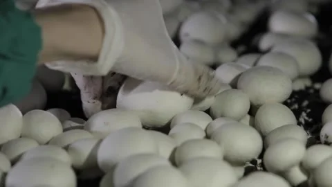 Champignon Stock Footage 107317184