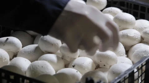 Champignon Stock Footage 107317222