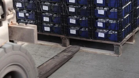 Champignon Stock Footage 107317276