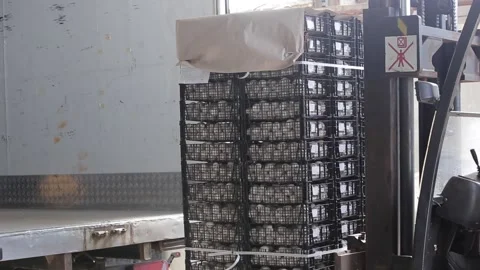 Champignon Video stock 107317431