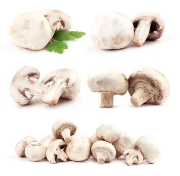 Champignon with green leaf Stock Photos