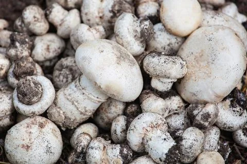 Champignon growing in the forest. Stock Photos