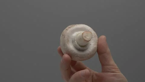 Champignon in hand on a gray background. Video stock 265755291