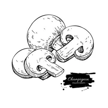 Champignon mushroom hand drawn vector illustration. Sketch food Illustrazione stock