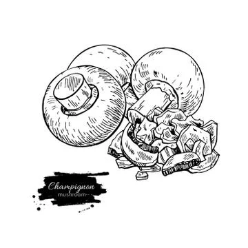 Champignon mushroom hand drawn vector illustration. Sketch food Stock Illustration