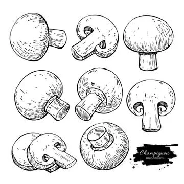 Champignon mushroom hand drawn vector illustration set. Sketch f Stock Illustration