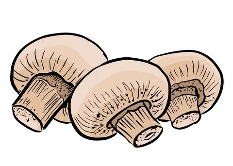 Champignon mushroom hand drawn vector illustration set. S Illustrazione stock