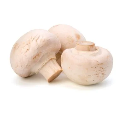 Champignon mushroom Stock Photos