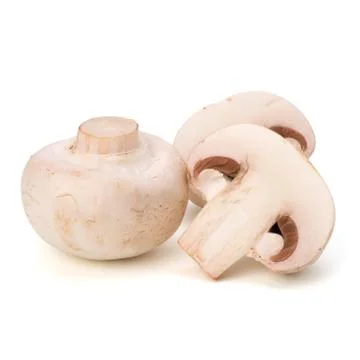 Champignon mushroom Stock Photos