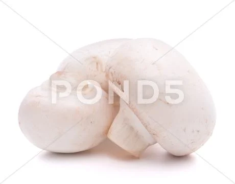 Champignon mushroom Stock Photos