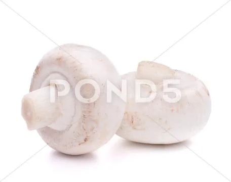 Champignon mushroom Stock Photos
