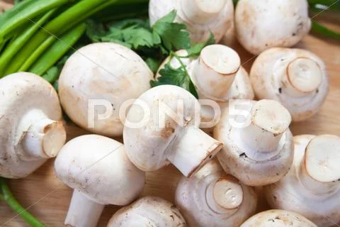 Champignon mushroom Stock Photos