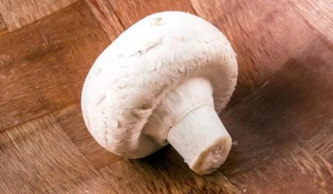 Champignon mushroom Foto stock