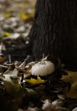 Champignon mushroom Stock Photos