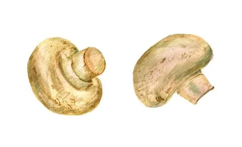 Champignon mushrooms Stock Illustration